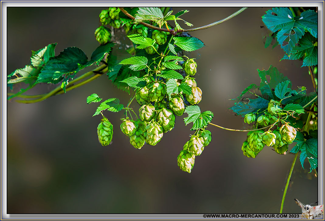 Houblon